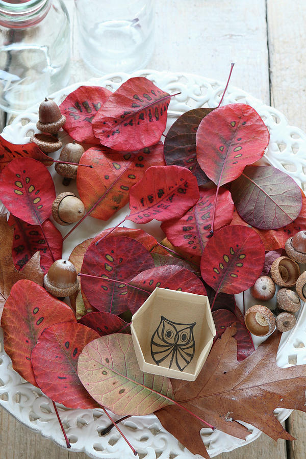 Autumnal Arrangement Of Leaves, Acorns And Box With Hand-drawn Owl On Inside Base Photograph by Regina Hippel