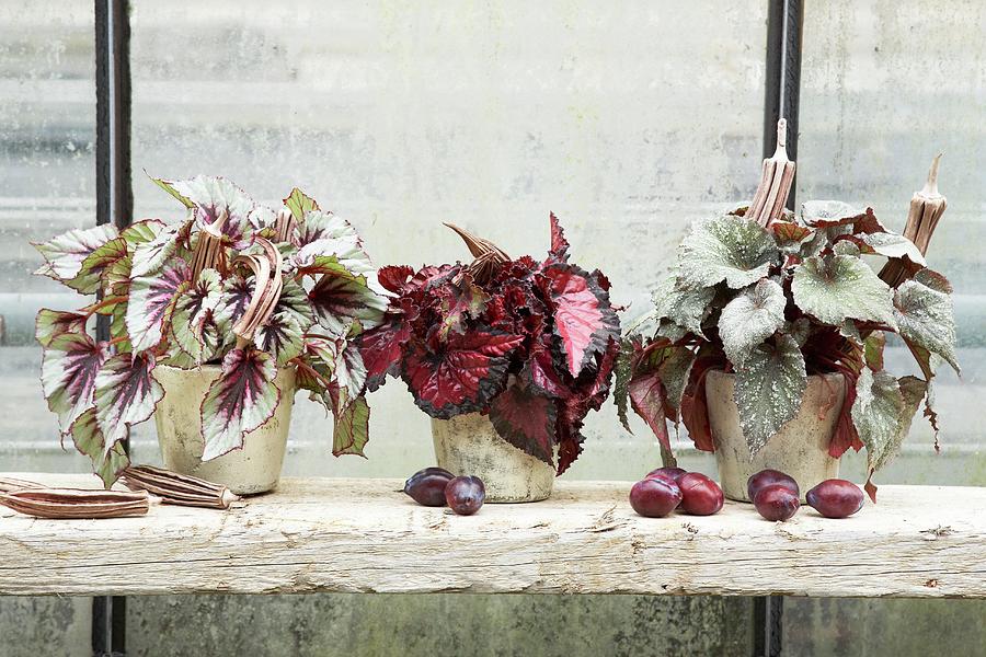 Autumnal Arrangement Of Three Different Potted Rex Begonias On Windowsill Photograph by Heidi Frhlich
