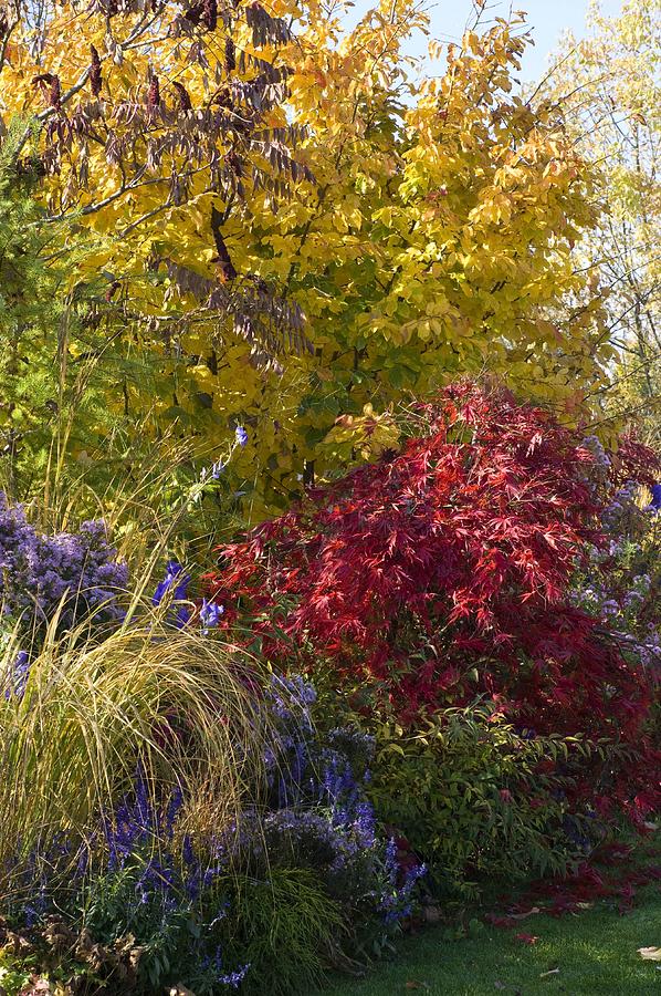 Autumnal Bed With Parrotia ironwood Tree, Acer Palmatum Photograph by Friedrich Strauss