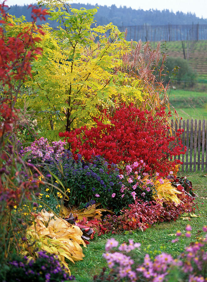 Autumnal Bed With Robinia friesia, Euonymus Alatus Photograph by Friedrich Strauss