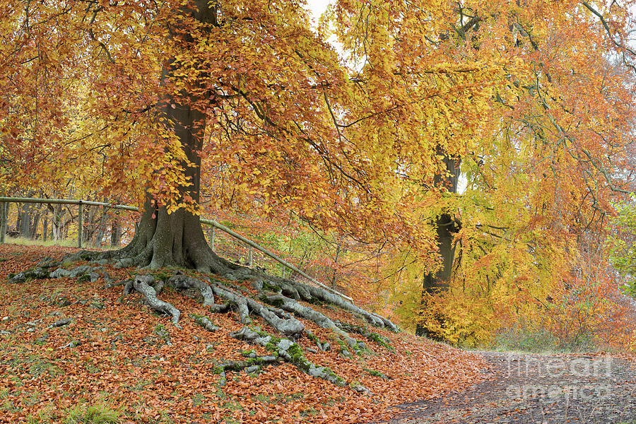 Autumnal Beech Walk Photograph by Tim Gainey