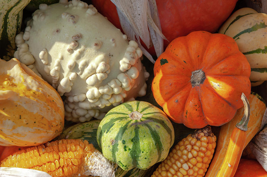 Autumnal Display Of Colorful Pumpkins and Gourds Photograph by Jenny Rainbow