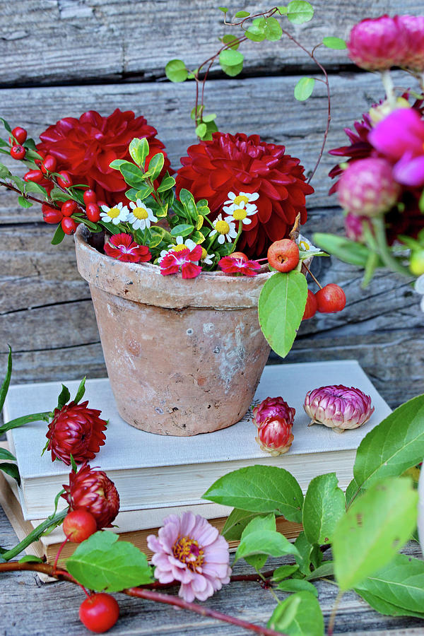 Autumnal Flowers With Dahlias, Ornamental Apples And Daisies In A Clay Pot Photograph by Angelica Linnhoff