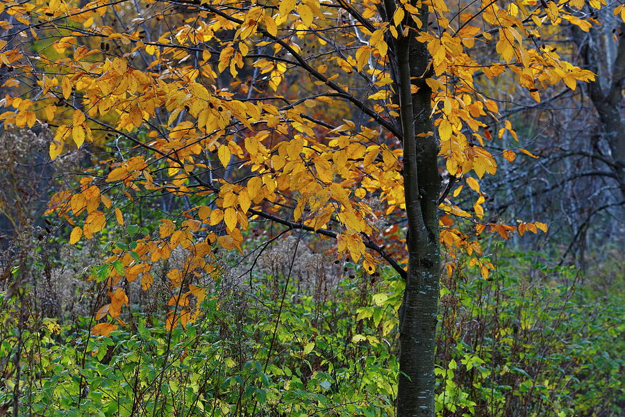 Autumn Forest Photograph