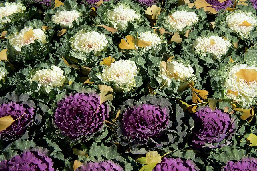 Autumnal Gingko Leaves Fallen On Bed Of White And Purple Ornamental Cabbages Photograph by Martina Schindler