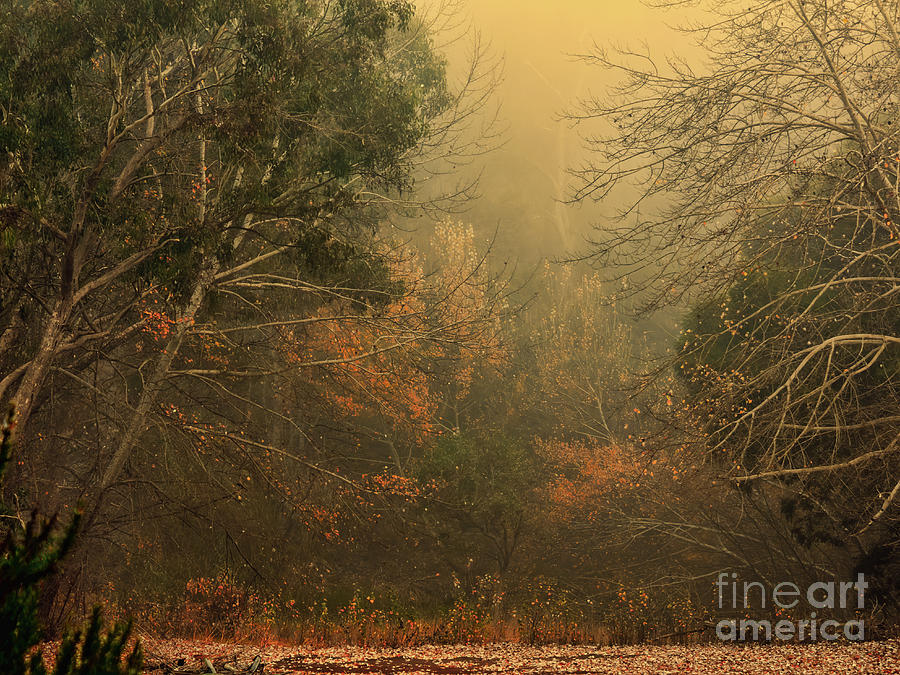 Autumn Mist Photograph by Elaine Teague