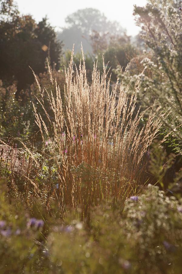 Autumnal Grasses In Sunshine In Rural Surroundings Photograph by Sibylle Pietrek