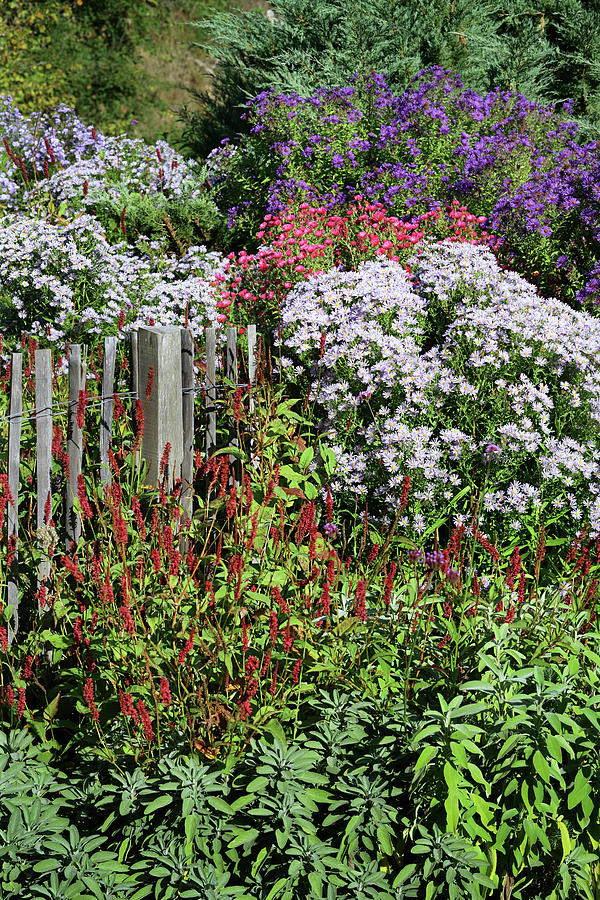 Autumnal Herbaceous Border Of American Asters And Knotweed Next To Fence Photograph by Frdric Jacquet