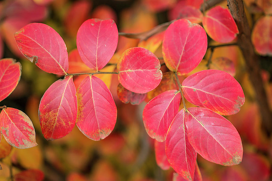 Autumnal hues Photograph by Vanessa Thomas