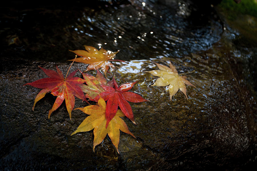 Autumnal Leaves Digital Art by Peter Jackson