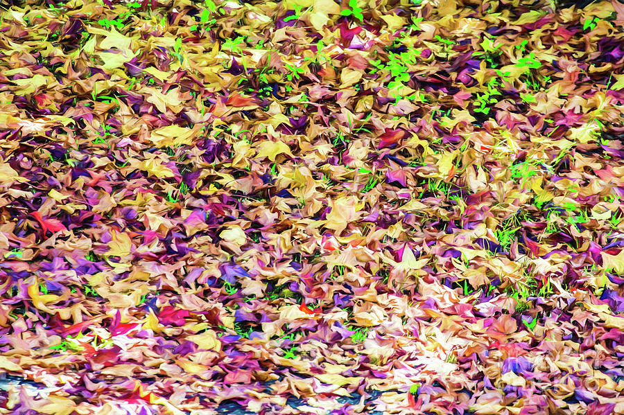 Autumnal Leaves Photograph