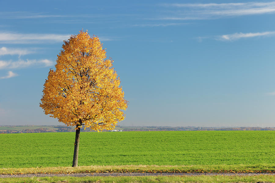 Autumnal Lime Tree Photograph by Cornelia Doerr