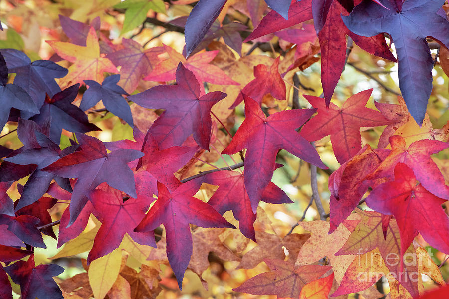 Autumnal Liquidambar Tree Leaves Photograph by Tim Gainey