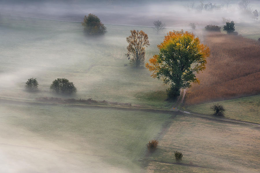 Fall Photograph - Autumnal Meches by Roberto Marini