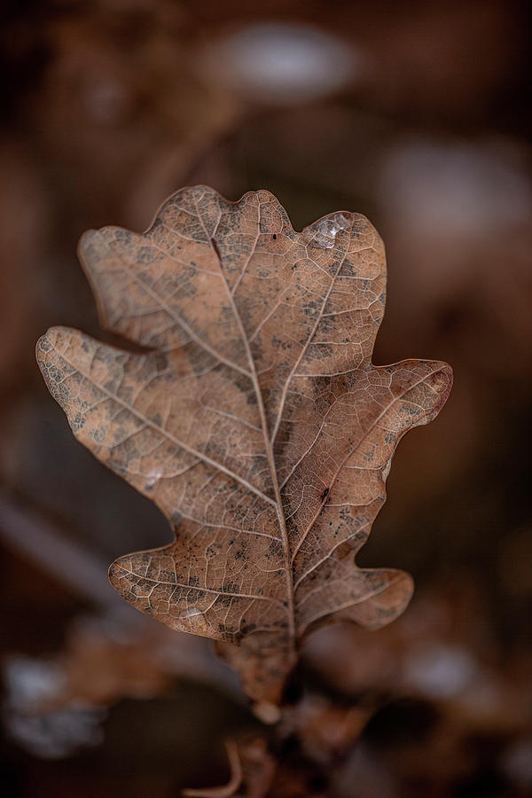 Autumnal Oak Leaf Photograph by Syl Loves