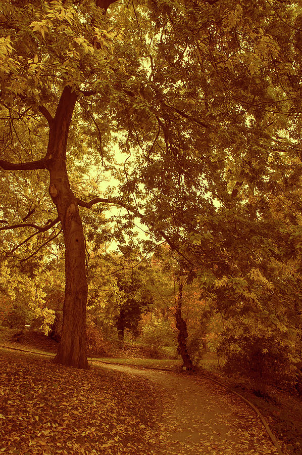 Autumnal Secret Garden 1 Photograph by Jenny Rainbow