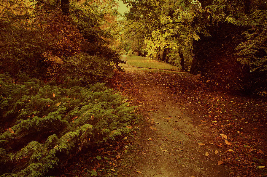 Autumnal Secret Garden 2 Photograph by Jenny Rainbow