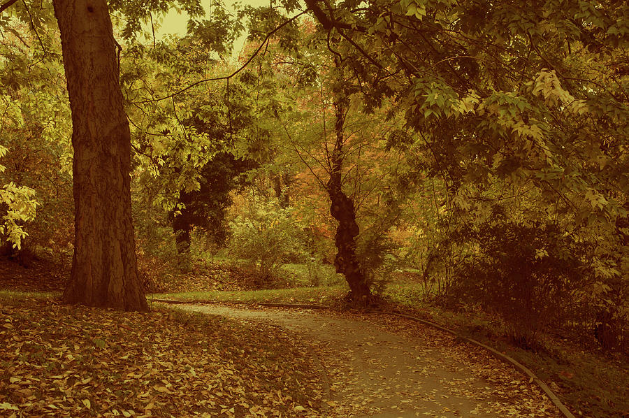 Autumnal Secret Garden Photograph by Jenny Rainbow