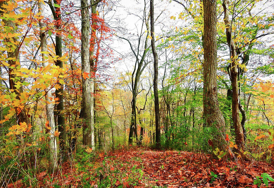 Autumnal Splendor Photograph by Susan Hope Finley