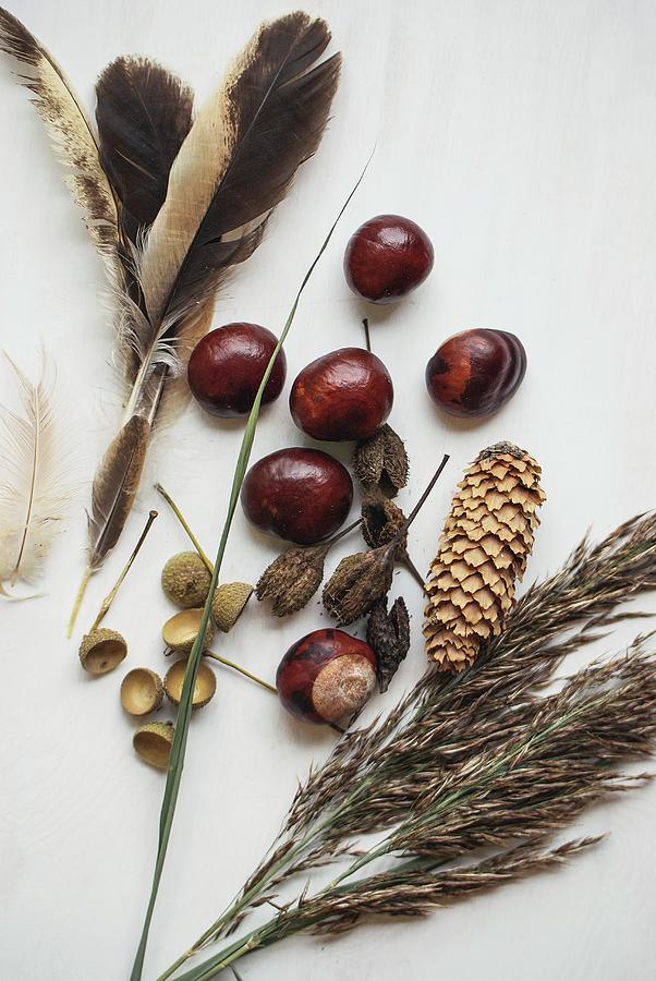 Autumnal Still-life Arrangement Of Natural Materials: Conkers, Fir Cones And Feathers Photograph by Patsy&christian