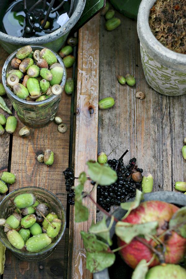 Autumnal Still-life Arrangement With Foraged Acorns And Apple Tree Branch Photograph by Alexandra Panella