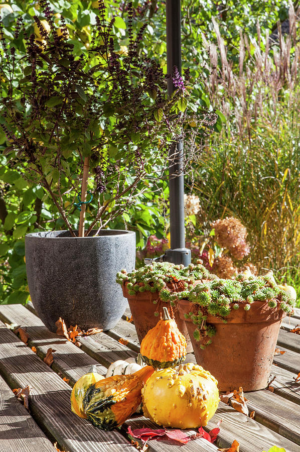 Autumnal Still-life Arrangement With Ornamental Gourds Photograph by Anne-catherine Scoffoni