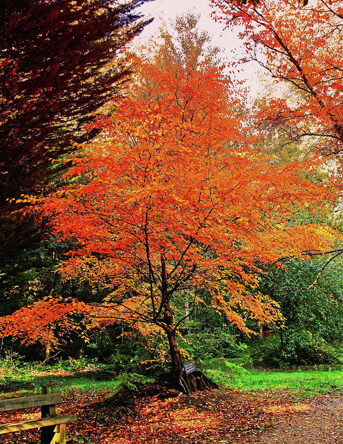 Autumnal Tree Photograph by Jeff Townsend