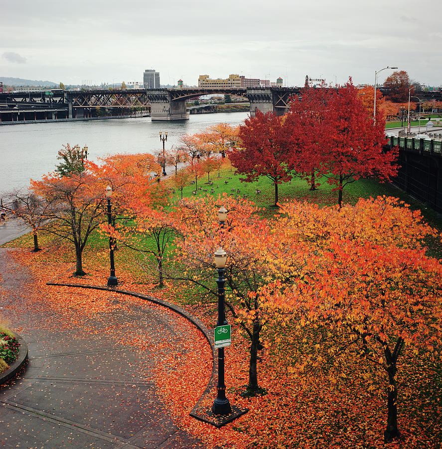 Autumnal Trees In Downtown Portland Photograph by Danielle D. Hughson