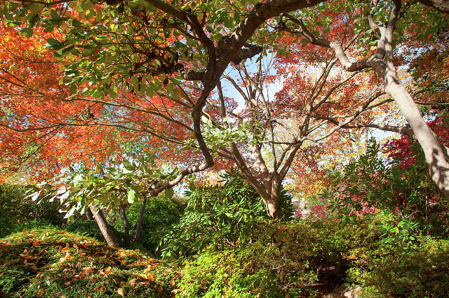 Autumnal Trees of Japanese Garden Photograph by Jenny Rainbow
