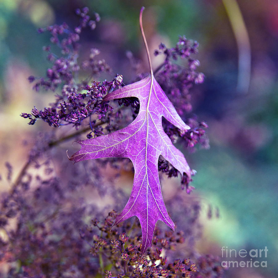 Autumnal Ultra Violet Sound Photograph by Silva Wischeropp