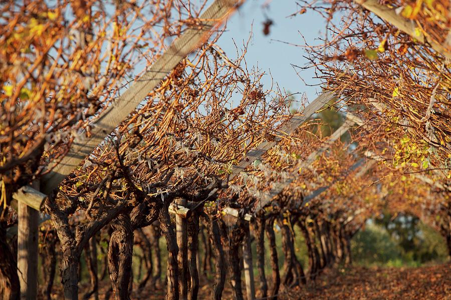 Autumnal Vines In A Vineyard Photograph by Creative Photo Services