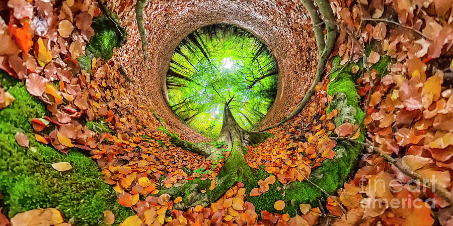 Autumnal Woodland Photograph by Richard Brooks/science Photo Library