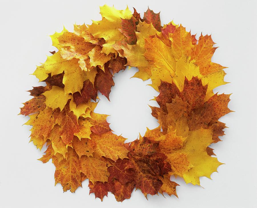 Autumnal Wreath Of Maple Leaves Photograph by Friedrich Strauss