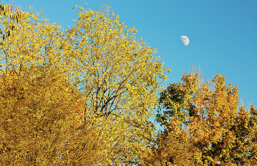 Autumn_and_the_moon Photograph