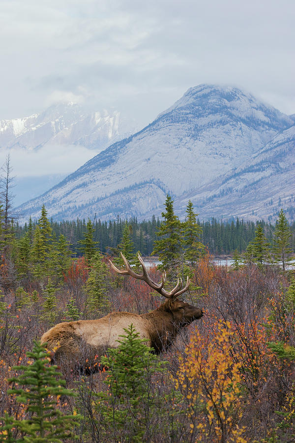 Autumn,bull,canadian Rockies,cervus Photograph by Ken Archer Autumn,bull,canadian Rockies,cervus Photograph by Ken Archer