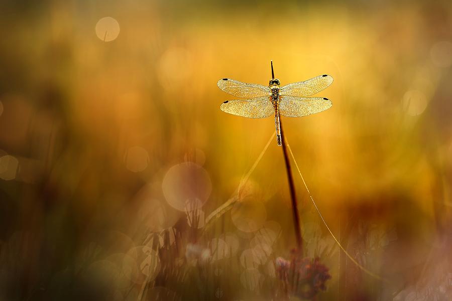 Dragonfly Photograph - Autumnlight by Wil Mijer