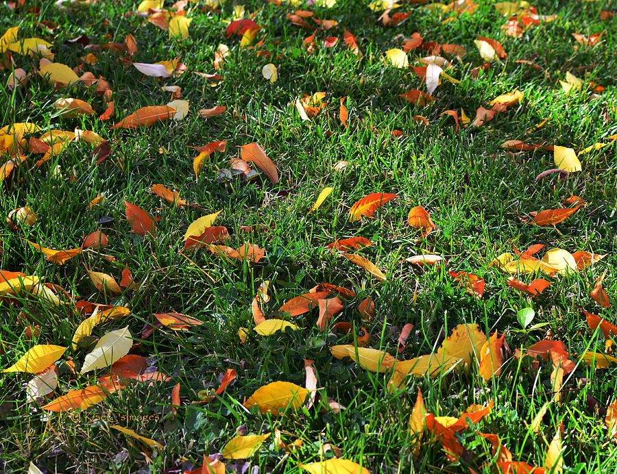 Autumns Confetti Photograph by Kae Cheatham