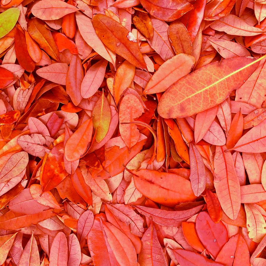 Autumns Earth Blanket Photograph by Debra Grace Addison