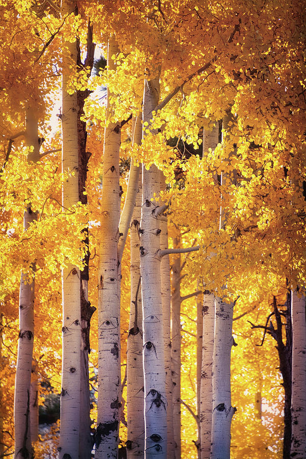 Autumns Gold  Photograph by Saija Lehtonen
