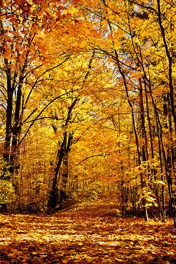 Autumns Golden Path Photograph by Kamil Swiatek