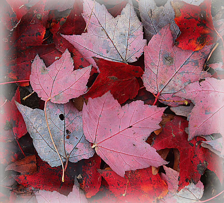 Autumns In The Red Photograph by Rene Crystal