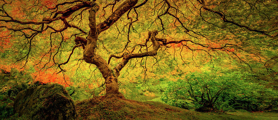 Autumns Palette Photograph by Don Schwartz