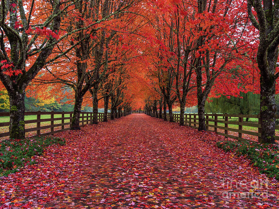 Autumns Path of the Fallen Leaves Photograph by Mike Reid - Fine Art ...