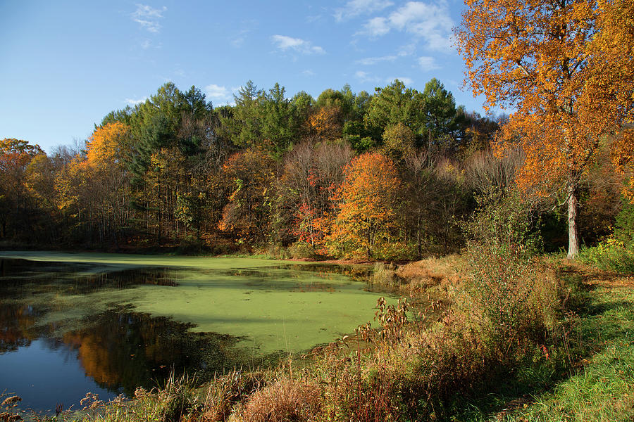 Autumns Pond Photograph by Karol Livote