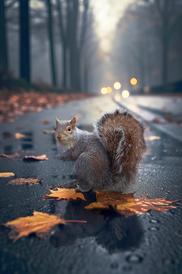 Squirrel Photograph - Autumnsquirrel by Marcel Egger