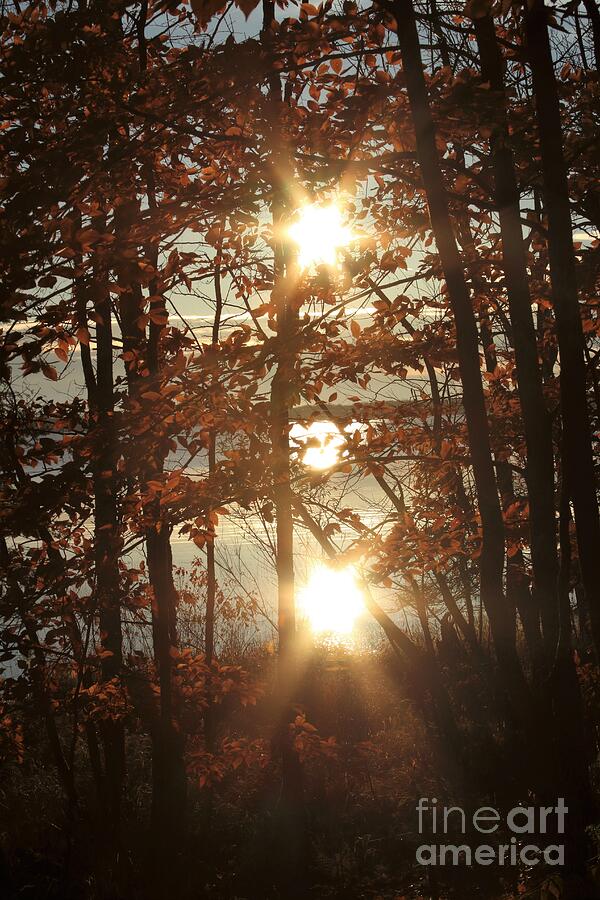 Autumn Starburst Photograph by Teresa McGill - Fine Art America