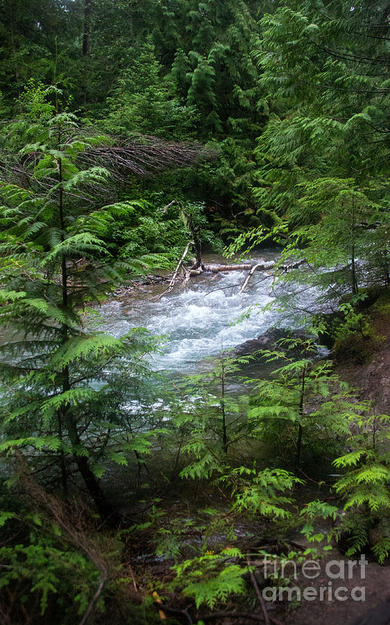 Glacier National Park Photograph - Avalanche Creek-5319 by Gary Gingrich Galleries