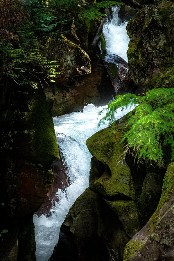 Avalanche Creek Photograph by Joe Kopp
