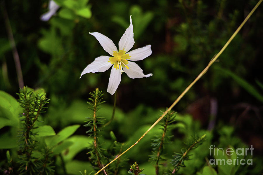 Avalanche Lily Amongst Young Trees Photograph