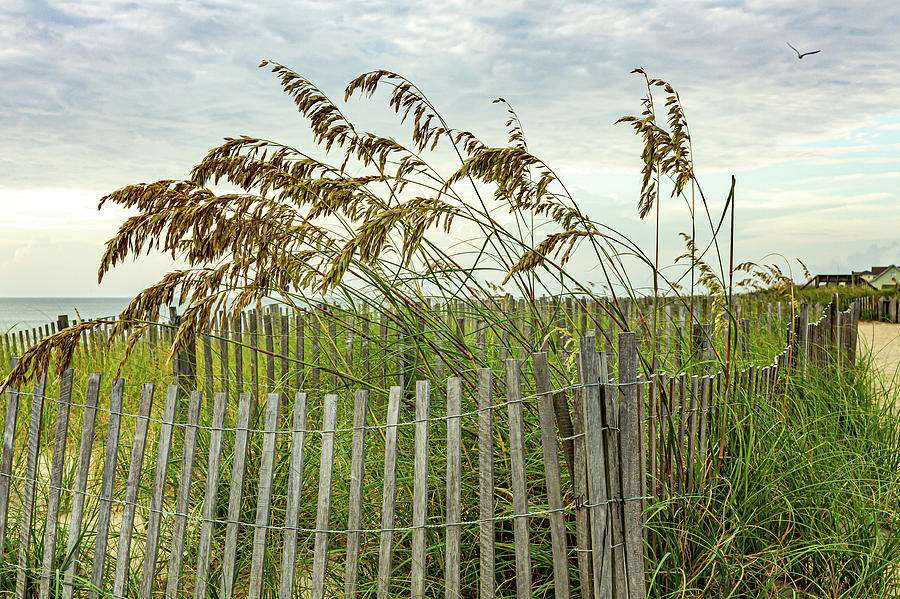 Avalon Sea Grass 2 Photograph by Donna Twiford